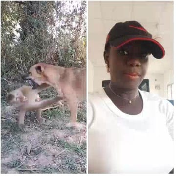 Lioness and Cub Interaction