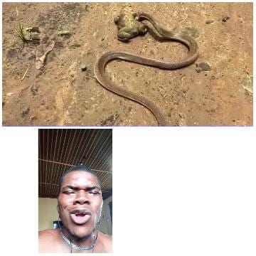 Surprised Face and Snake