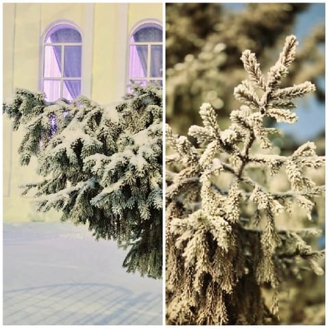 Snowy Pine Branches and Building