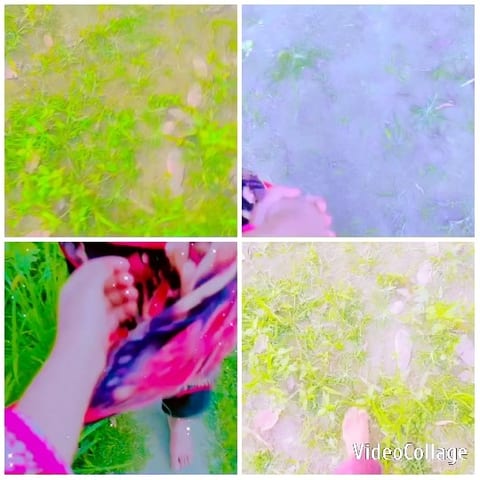 Close-Ups of Grass and Ground