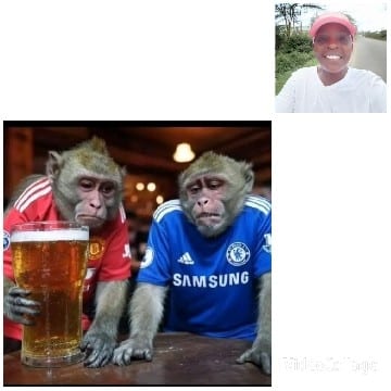 Monkeys in Sports Jerseys