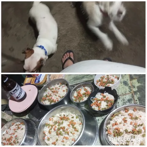 Dogs Playing with Pet Food Dishes
