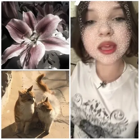 Pink Lily With Cats In Sunlight