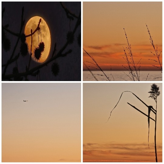 Four Photos of Nature Scenes