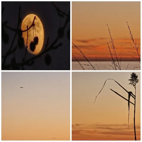 Four Photos of Nature Scenes