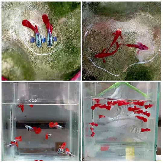 Aquarium Scenes with Colorful Fish
