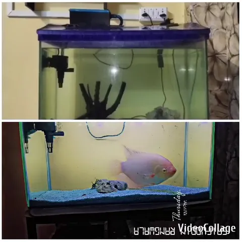 Aquarium Before and After Fish