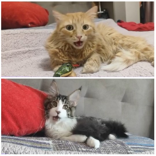Two Cats Relaxing on a Bed