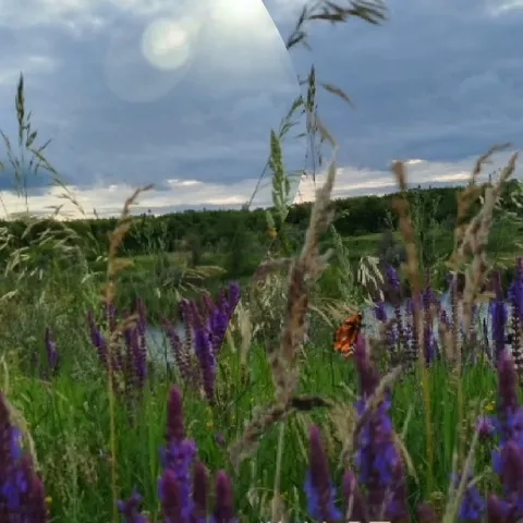 Field of Purple Flowers and Butterfly