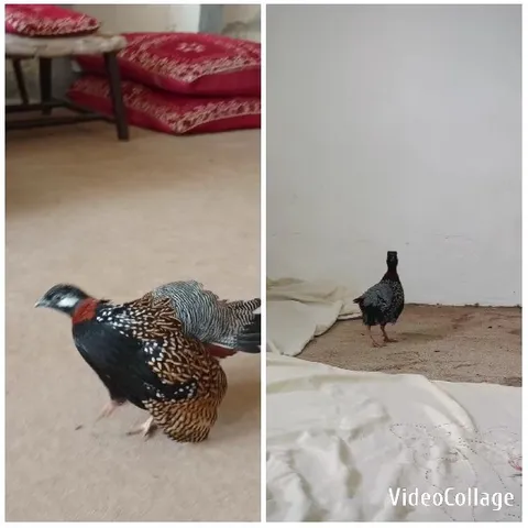Birds in Indoor Settings