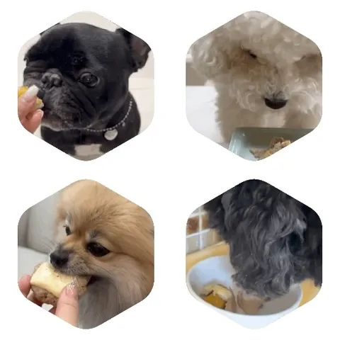 Small Dogs Eating from Hands