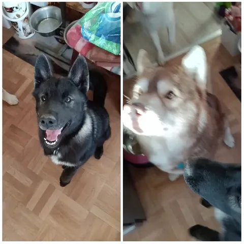 Happy Dogs in Indoor Settings