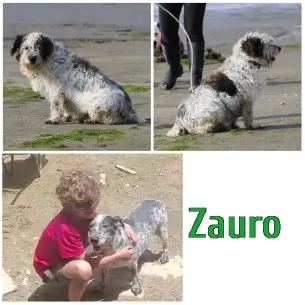Dogs on Beach and Child Hugging