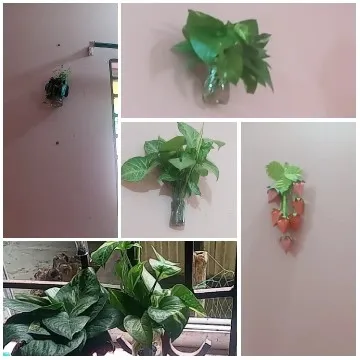 Decorative Green Plants Display