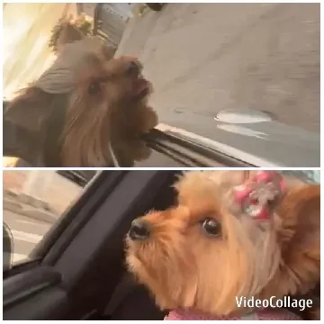 Dogs Enjoying the Breeze in Car