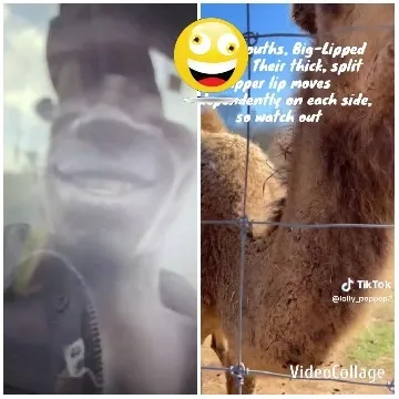 Smiling Face and Camel Behind Fence