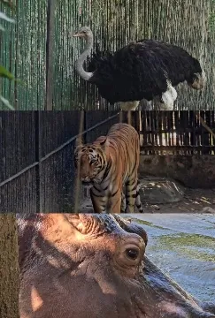 Ostrich, Tiger, and Hippopotamus Close-Up
