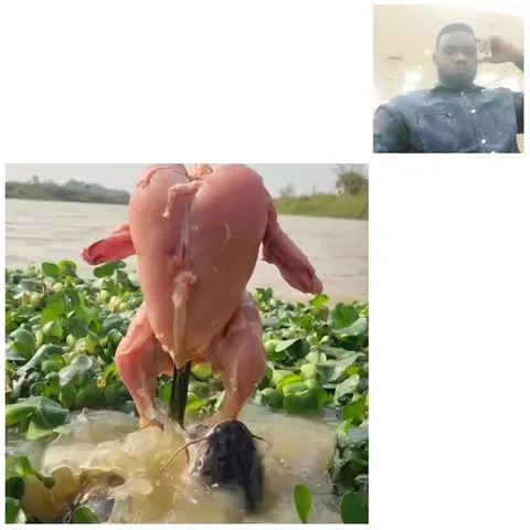 Plucked Chicken Near Water
