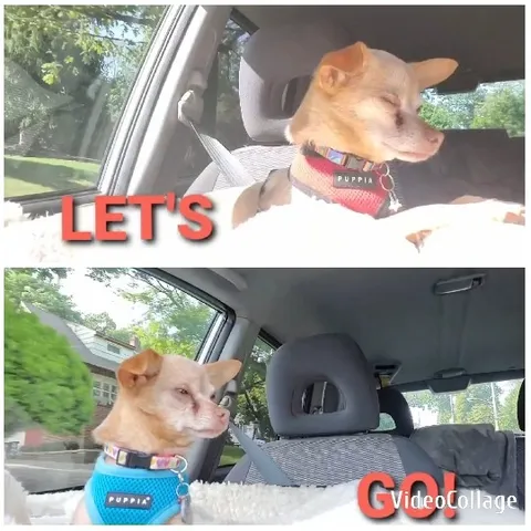 Dog in Car with Let's Go Text
