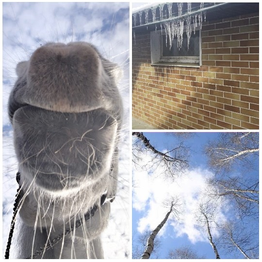 Horse Nose, Icicles, and Blue Sky