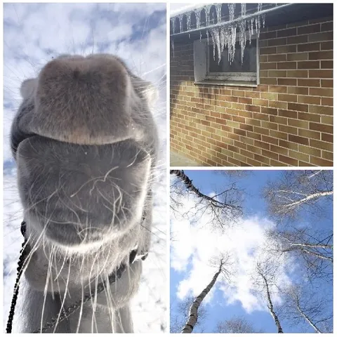 Horse Nose, Icicles, and Blue Sky