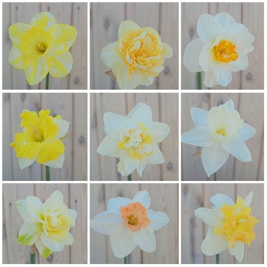 Nine Daffodils on Wooden Surface
