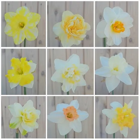 Nine Daffodils on Wooden Surface