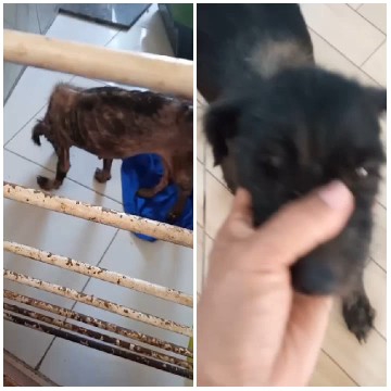 Thin Dog and Close-up of Black Dog