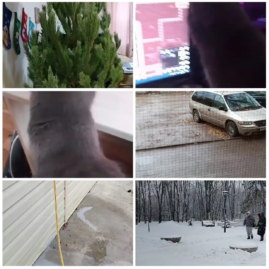 Christmas Tree and Cat Photos