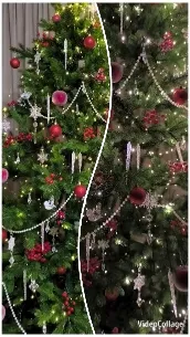 Decorated Christmas Trees with Lights