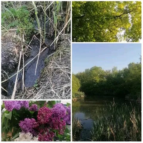 Nature Scenes of Streams and Flowers