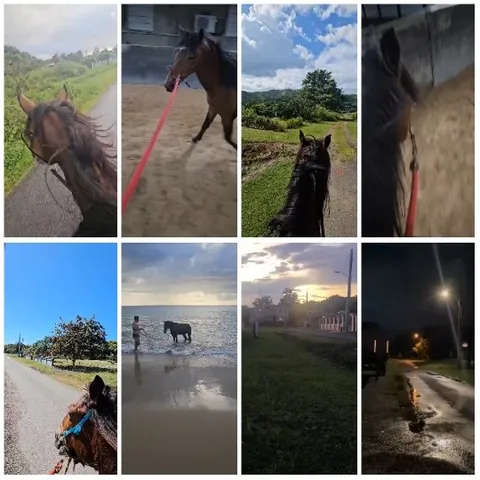 Scenes of Horses in Various Settings