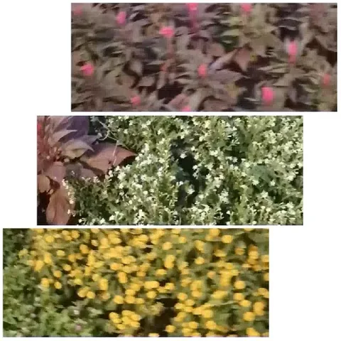 Sections of Dense Foliage
