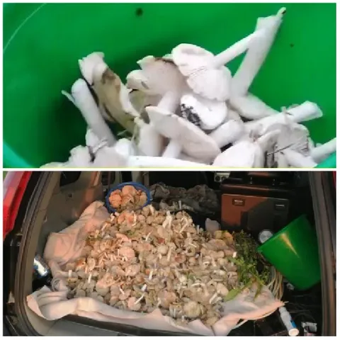 Green Container and Vehicle with Mushrooms