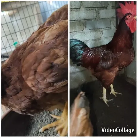 Close-up of Chicken and Rooster
