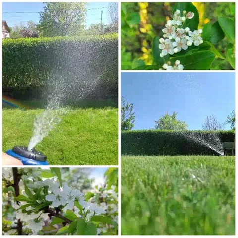 Garden Sprinkler and White Flowers