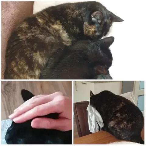 Cats Cuddling on a Couch