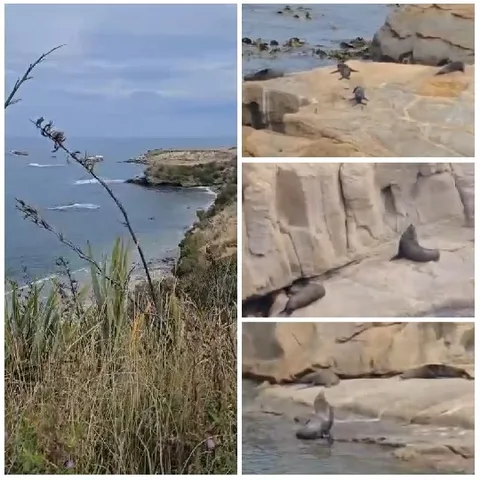 Coastal Landscape with Seals