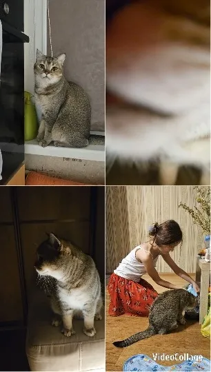 Cat Moments in Various Settings