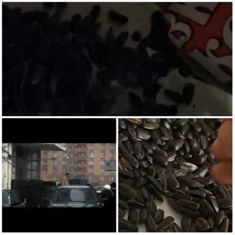 Sunflower Seeds and City Streets