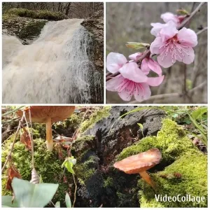 Serene Waterfall and Vibrant Nature