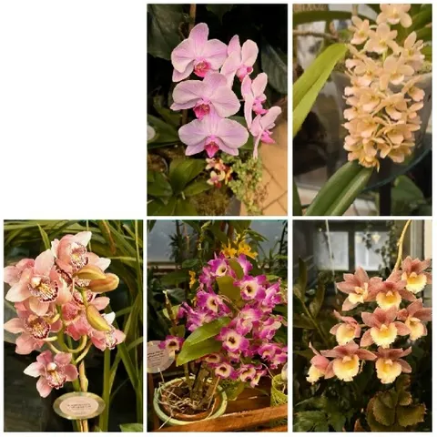Colorful Orchids in Garden Setting