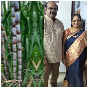 Sugarcane Plants and Happy Couple