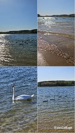 Swans Swimming at Peaceful Lake