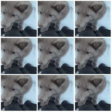 Puppy Playing in the Snow