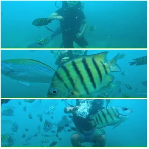 Scuba Diver Surrounded by Fish