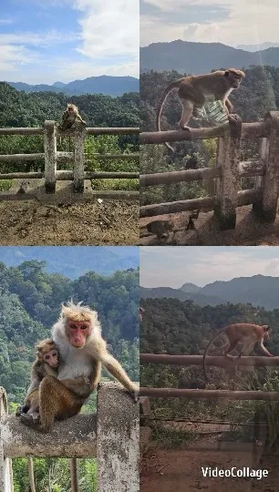Monkeys on Stone Fence Outdoors