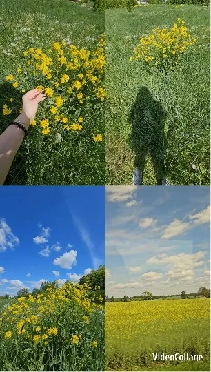Yellow Flower Field Under Blue Sky