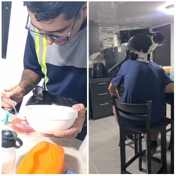 Feeding a Cat from a Bowl