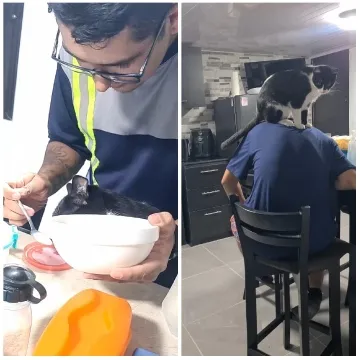 Feeding a Cat from a Bowl